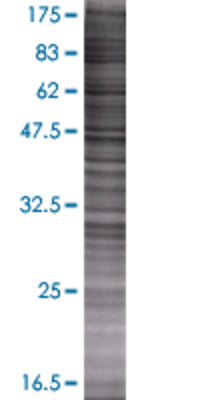 PSG2 transfected lysate.