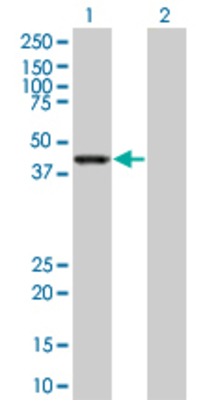 Lane 1: WDR41 transfected lysate (50.6 KDa) Lane 2: Non-transfected lysate.