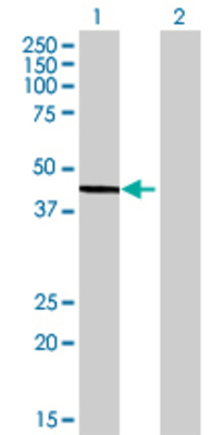 Lane 1: DDO transfected lysate (40.7 KDa) Lane 2: Non-transfected lysate.