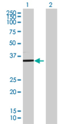 Lane 1: TSFM transfected lysate (38.17 KDa) Lane 2: Non-transfected lysate.