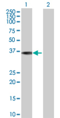 Lane 1: POLR3F transfected lysate (34.87 KDa) Lane 2: Non-transfected lysate.