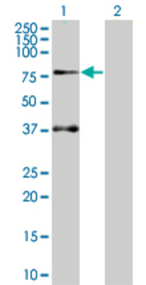 Lane 1: SOCS5 transfected lysate (61.2 KDa) Lane 2: Non-transfected lysate.