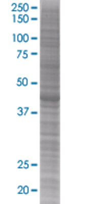 PA2G4 transfected lysate