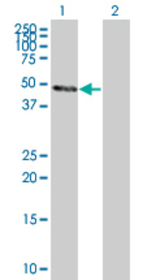 Lane 1: DNAJA3 transfected lysate (52.5 KDa) Lane 2: Non-transfected lysate.
