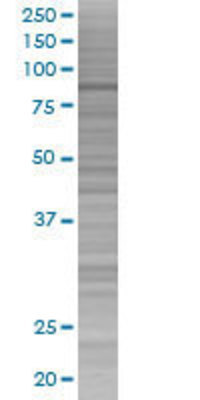 SH3KBP1 transfected lysate.