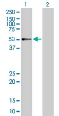 Lane 1: RXRG transfected lysate (51.04 KDa) Lane 2: Non-transfected lysate.