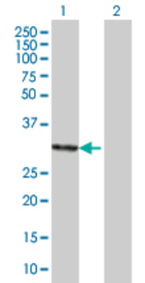Lane 1: GTF2F2 transfected lysate (27.5 KDa). Lane 2: Non-transfected lysate.