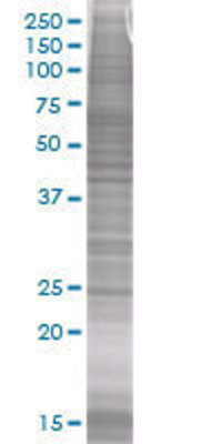 COPS8 transfected lysate