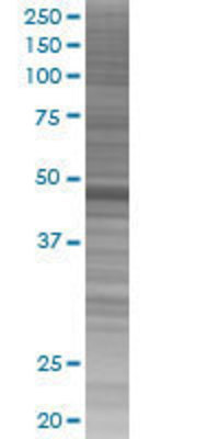 PHF10 transfected lysate.
