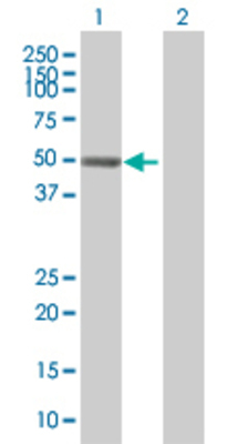 Lane 1: PHF10 transfected lysate (46.6 KDa) Lane 2: Non-transfected lysate.
