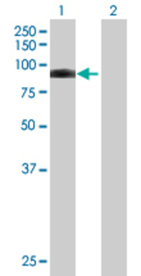 Lane 1: NCKIPSD transfected lysate (78.76 KDa) Lane 2: Non-transfected lysate.