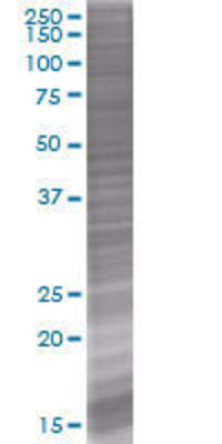 HSPA1L transfected lysate.