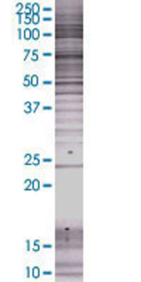 RGS8 transfected lysate.