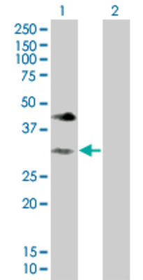 Lane 1: OVOL2 transfected lysate (30.25 KDa). Lane 2: Non-transfected lysate.