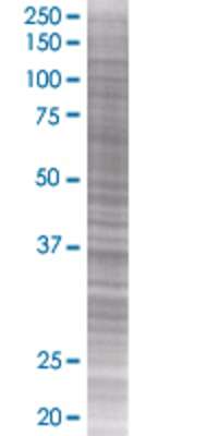 OVOL2 transfected lysate