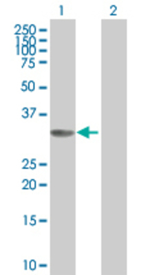 Lane 1: CCND2 transfected lysate (31.9 KDa) Lane 2: Non-transfected lysate.