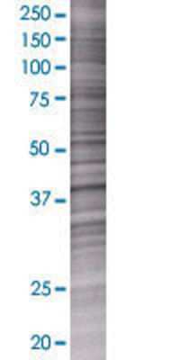 MAN1A1 transfected lysate.