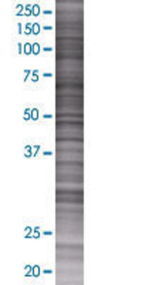 TOM1L2 transfected lysate.