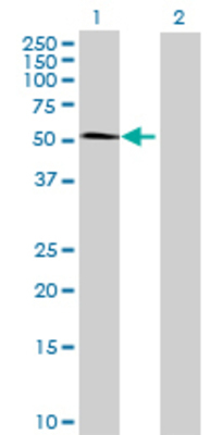 Lane 1: TOM1L2 transfected lysate (50.38 KDa) Lane 2: Non-transfected lysate.