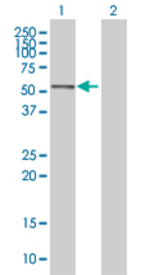 Lane 1: ACTR1A transfected lysate (42.6 KDa) Lane 2: Non-transfected lysate.