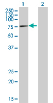 Lane 1: RPAP3 transfected lysate (71.9 KDa) Lane 2: Non-transfected lysate.