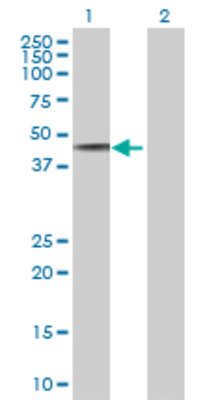 Lane 1: PDGFD transfected lysate (40.15 KDa) Lane 2: Non-transfected lysate.