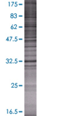 LGALS8 transfected lysate.