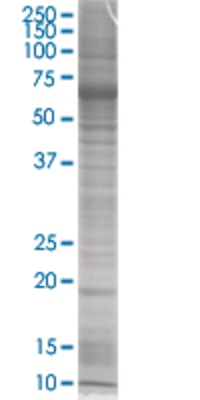 POLE3 transfected lysate