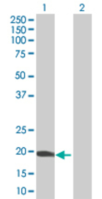 Lane 1: POLE3 transfected lysate (16.28 KDa). Lane 2: Non-transfected lysate.