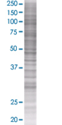 C1QTNF2 transfected lysate.
