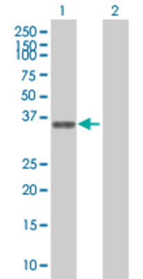 Lane 1: NEIL1 transfected lysate (43.7 KDa) Lane 2: Non-transfected lysate.