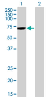 Lane 1: SRC transfected lysate (59.07 KDa) Lane 2: Non-transfected lysate.