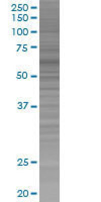 CPNE3 transfected lysate.