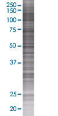 PCOLCE transfected lysate.