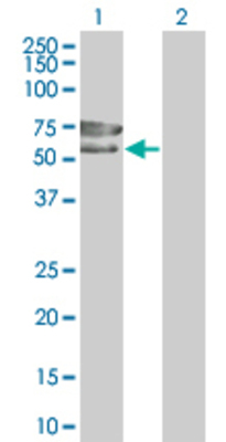Lane 1: CREB5 transfected lysate (55.99 KDa) Lane 2: Non-transfected lysate.