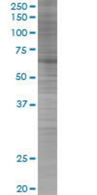 LONRF2 transfected lysate.