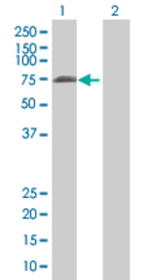 Lane 1: LONRF2 transfected lysate (56.32 KDa) Lane 2: Non-transfected lysate.