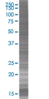FGA transfected lysate