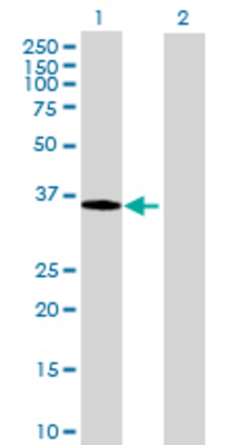 Lane 1: C8orf70 transfected lysate (35.86 KDa) Lane 2: Non-transfected lysate.