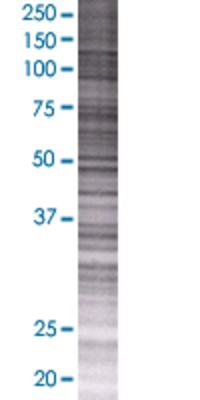 C8orf70 transfected lysate.