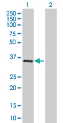 Lane 1: MS4A1 transfected lysate (33.1 KDa) Lane 2: Non-transfected lysate.