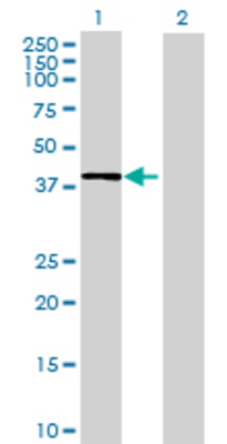 Lane 1: FBXW12 transfected lysate (49.06 KDa) Lane 2: Non-transfected lysate.