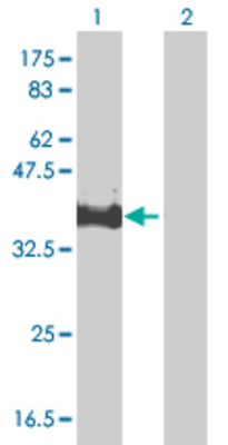Lane 1: MPPED1 transfected lysate (35.97 KDa). Lane 2: Non-transfected lysate.