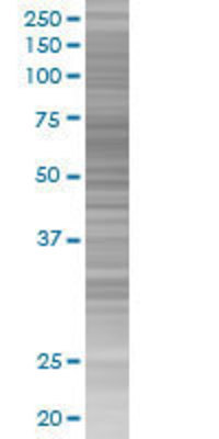 MAP2 transfected lysate.