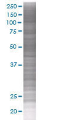POLG2 transfected lysate.