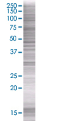 IMPACT transfected lysate