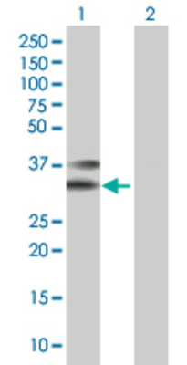 Lane 1: IMPACT transfected lysate (35.2 KDa). Lane 2: Non-transfected lysate.