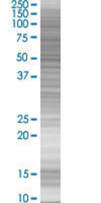 ELK4 transfected lysate.