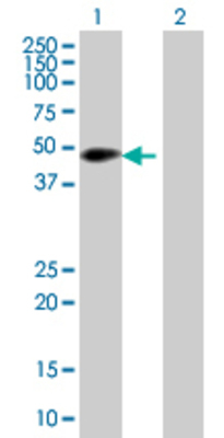 Lane 1: RBM9 transfected lysate (41.91 KDa) Lane 2: Non-transfected lysate.