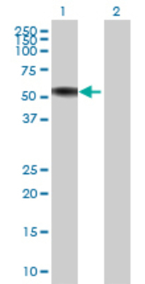 Lane 1: NFIC transfected lysate (47.19 KDa) Lane 2: Non-transfected lysate.